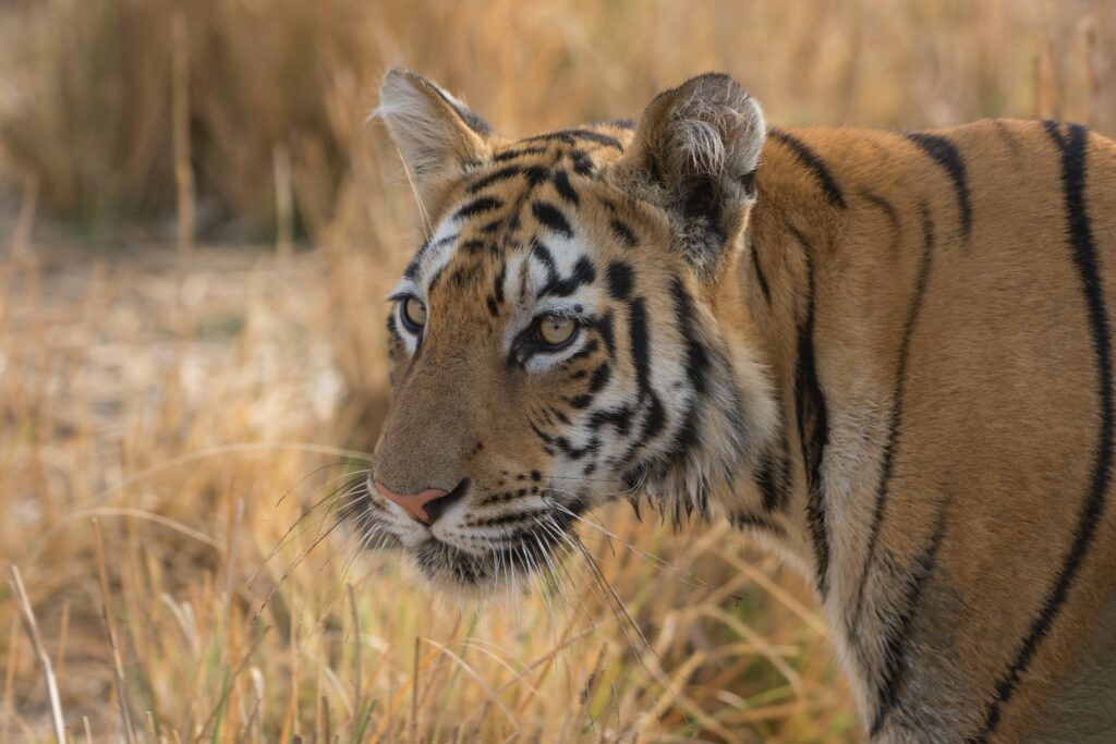 Tadoba- Andhari Tiger Reserve